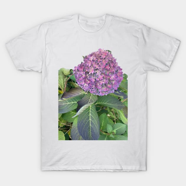 Hydrangea T-Shirt by Amanda1775